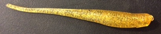 Gold Lady - VooDoo